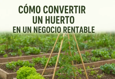 Cómo convertir un huerto en un negocio rentable